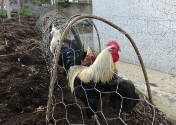 Tavuk kavgasına ‘tünelli’ çözüm