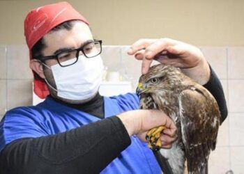 Vatandaşın bitkin halde bulduğu şahin, tedaviye alındı