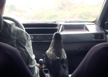 ‘Karga Haydar’ otomobil tutkusuyla görenleri şaşırtıyor