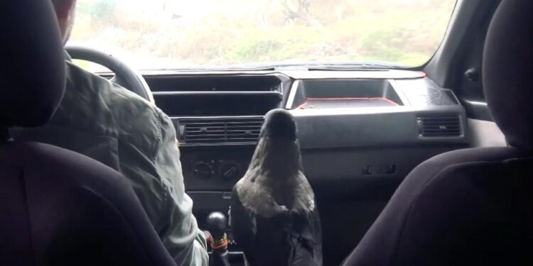 ‘Karga Haydar’ otomobil tutkusuyla görenleri şaşırtıyor