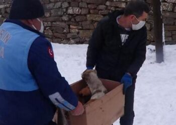 Donmak üzereyken bulunan köpek ve 6 yavrusu kurtarıldı