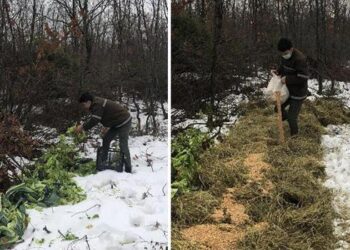 Tekirdağ’da yaban hayvanları için doğaya 4,5 ton yem bırakıldı