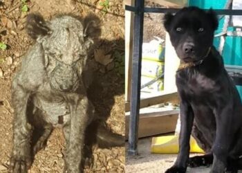 Ormanda ölmek üzereyken bulundu! 45 gün sonra sağlığına kavuştu