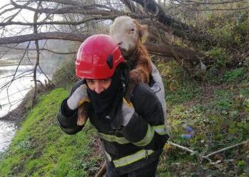 İtfaiye eri balçığa saplanan danayı kurtarıp sırtında taşıdı