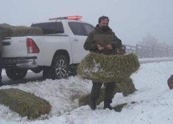Karla kaplı Spil’deki yaban hayvanları için yem bırakıldı