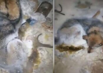 -54 derecede buz tuttu ama… Mucize gibi olay