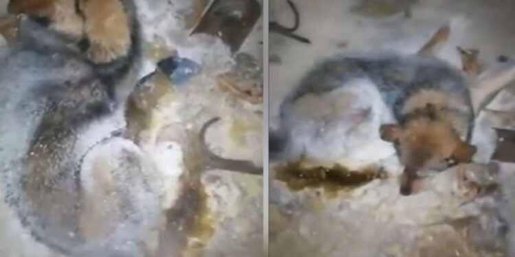 -54 derecede buz tuttu ama… Mucize gibi olay