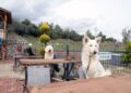 Bu kafenin müşterileri köpekler