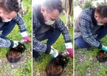 Konserve kutusunu keserek, başı sıkışan kediyi kurtardı