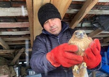 Mahallede buldukları şahin için seferber oldular