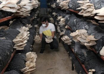 Genç girişimci kurduğu tesiste yılda 20 ton mantar üretiyor