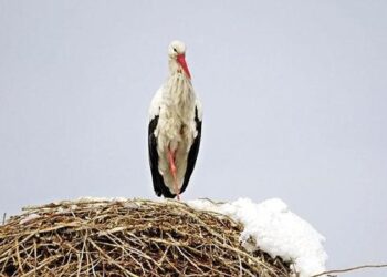 Köyün son ferdi HACI