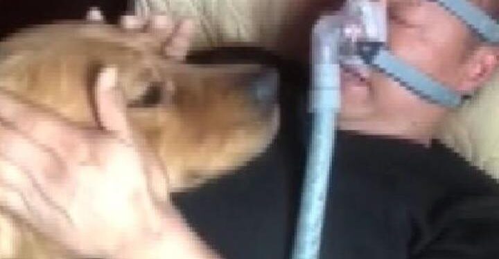 Çin’de köpeğin hasta sahibine olan vefası duygulandırdı