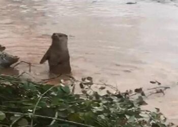 ‘Nesli tehdide yakın’ kategorisinde! Bartın Irmağı’nda görüntülendi