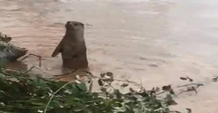 ‘Nesli tehdide yakın’ kategorisinde! Bartın Irmağı’nda görüntülendi