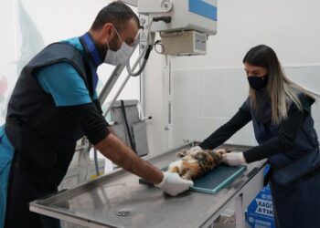 Çeşme’da bir yılda 5 bin sokak hayvanı tedavi edildi