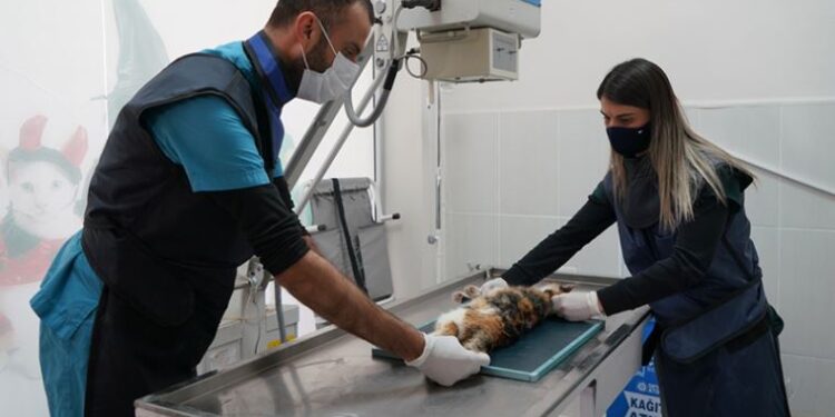Çeşme’da bir yılda 5 bin sokak hayvanı tedavi edildi