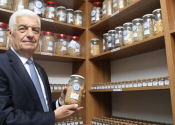 Muğla’da yerel tohumlar testten geçirilip halka dağıtılıyor
