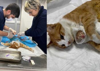 Doğum yapmakta zorlanan kediye yardım ettiler