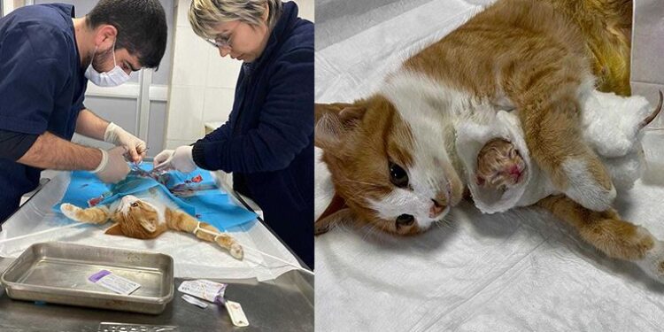 Doğum yapmakta zorlanan kediye yardım ettiler