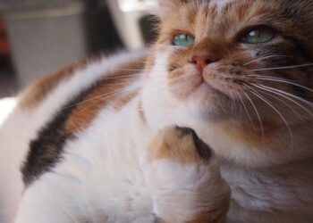 Ekranların sevilen kedisi Zümrüt Şaziye, ihtiyaç sahiplerine el uzatmaya devam ediyor