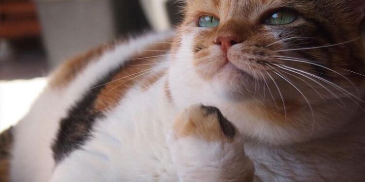 Ekranların sevilen kedisi Zümrüt Şaziye, ihtiyaç sahiplerine el uzatmaya devam ediyor