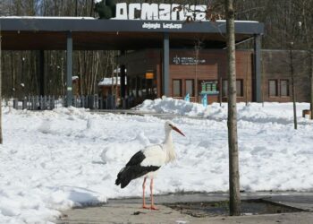 ‘Göç yorgunu’ leylek Ormanya’nın maskotu