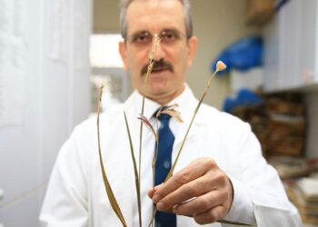 Bolu Aladağlar’da yeni bir bitki türü keşfedildi