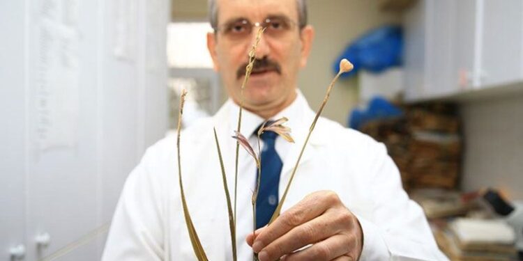 Bolu Aladağlar’da yeni bir bitki türü keşfedildi