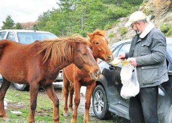 Yılkıları elleriyle besledi