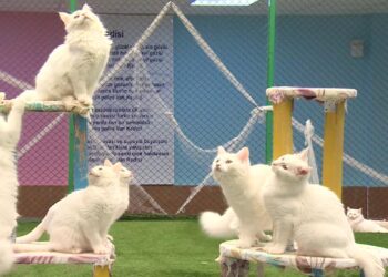 Van kedisi koruma altında