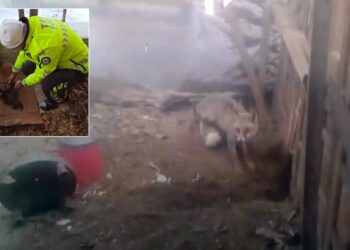 Hayvan sevgisi yürekleri ısıttı