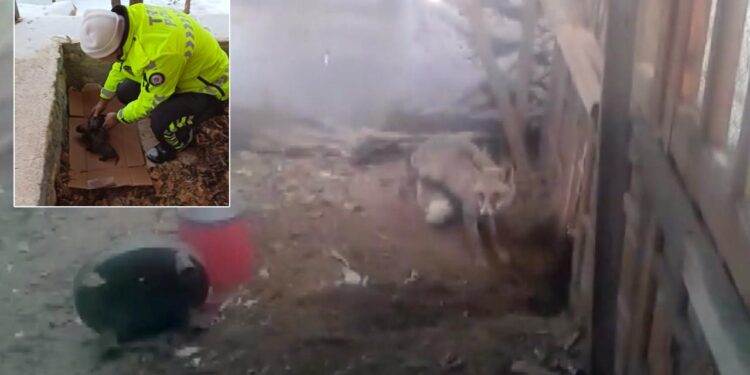 Hayvan sevgisi yürekleri ısıttı