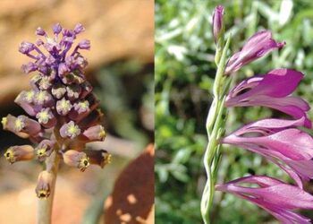 Anadolu’nun yenileri