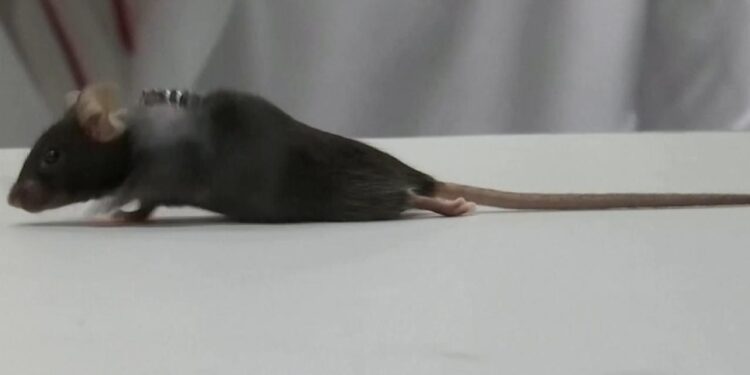Alman bilim insanlarından önemli çalışma: Felçli fareleri yürüttüler