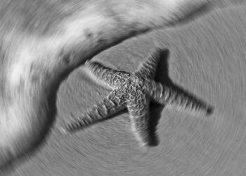 Fas’ta 480 milyon yıllık denizyıldızı fosili keşfedildi