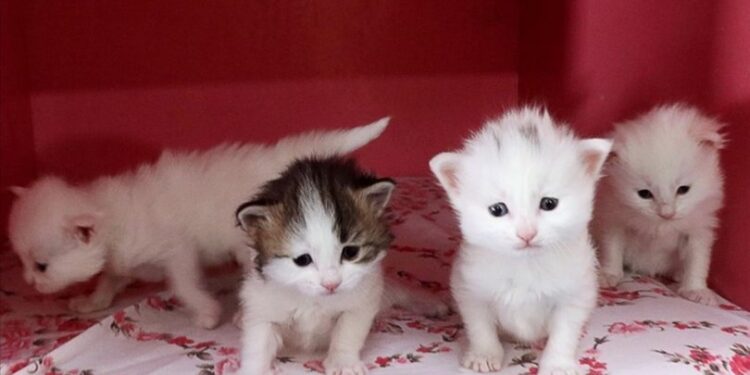 Kedilerin otizmli çocuklar üzerinde olumlu etkisine rastlandı