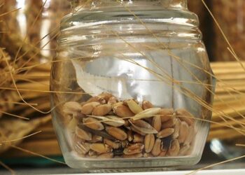 7 bin yıllık ata tohumları Bodrum’da başak verecek