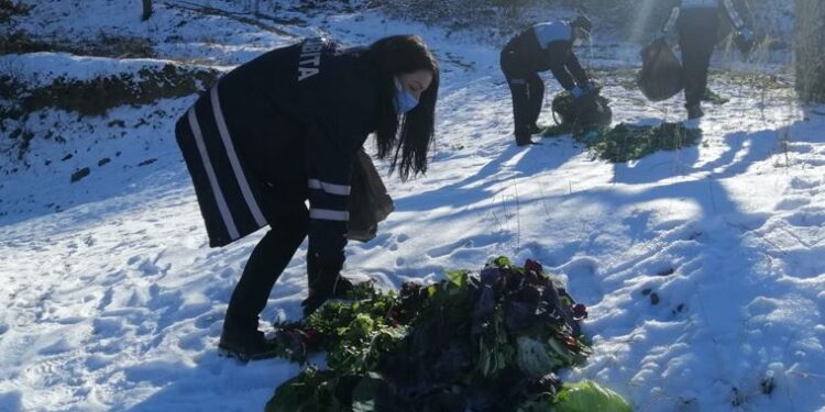 Alaşehir’de pazarlardan toplanan sebzeler yaban hayvanları için doğaya bırakıldı