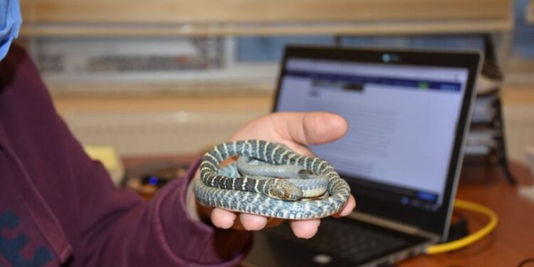 Yeni bir yılan türü keşfedildi… Zehirsiz ama ‘yarışçı’