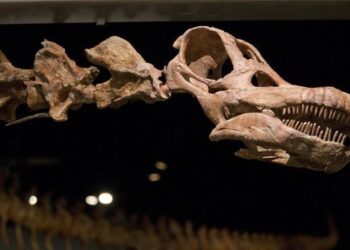 Arjantin’de 98 milyon yıllık dinozor fosili bulundu: Yeryüzündeki en büyük hayvan olduğu düşünülüyor