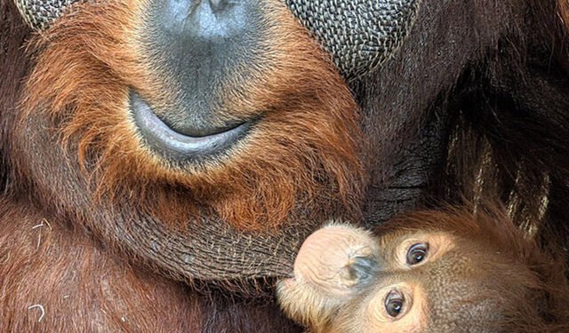 Yetkililer paylaştı… Eşine az rastlanan görüntüler!