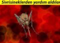 Japonya’dan çığır açacak buluş… Sivrisineğin koklama duyusundan kanser dedektörü geliştirdiler!
