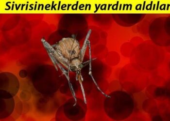 Japonya’dan çığır açacak buluş… Sivrisineğin koklama duyusundan kanser dedektörü geliştirdiler!