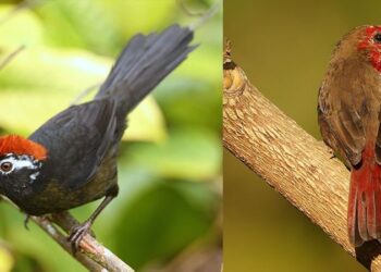 2020’de dünyada en çok kuş türünü, bir Türk gördü