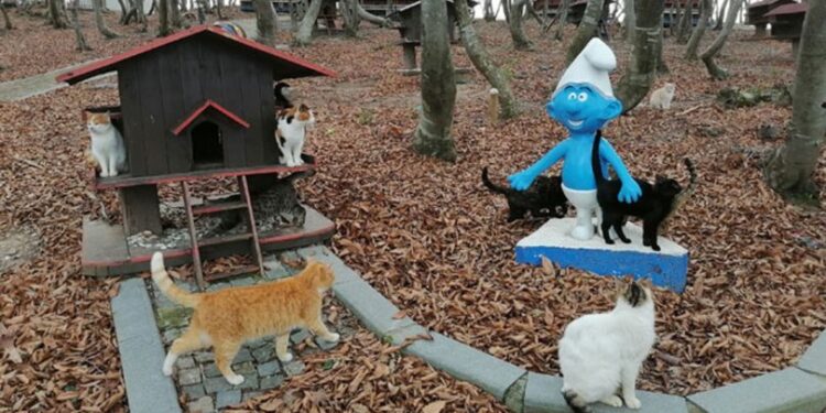 Sokak kedilerine ‘Kedi Kasabası’