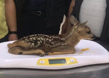 Kastamonu’da 79 yaban hayvan tedavi edildi