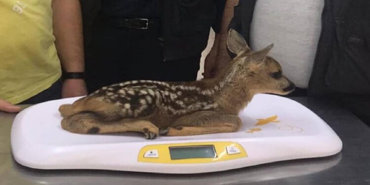 Kastamonu’da 79 yaban hayvan tedavi edildi