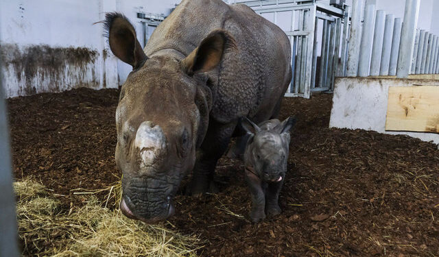 Nesli tükenmekte olan Hint gergedanı dünyaya geldi