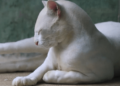 Dünyanın ilk albino oselo kedisi
